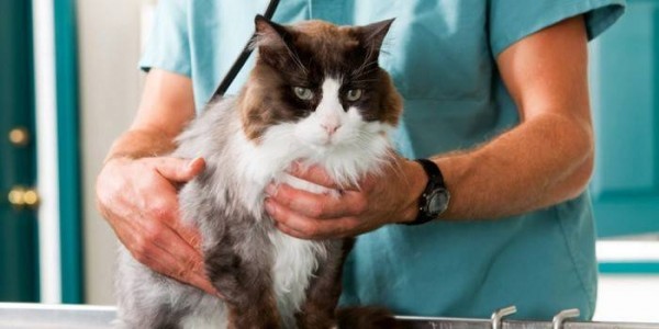 Как проходит операция по кастрации и стерилизации кошек и собак?